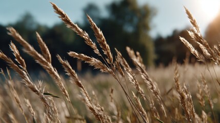 Fototapeta premium A close-up of tall grass in a field, gently swaying in the wind under the summer sun.