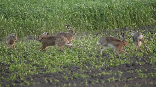 group of hares, Lepus europaeus, running and fighting, mating season 6
