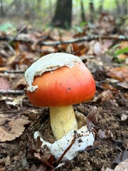 orange cap boletus