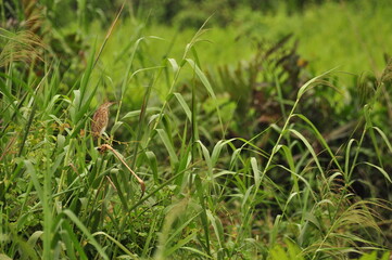 Bird perched on grass in a lush green field during a sunny afternoon in the countryside
