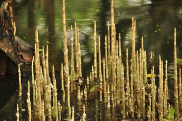 Unique natural formations rise from calm water in a serene swamp setting at midday