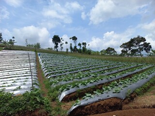 vegetable garden in the netherlands