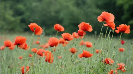 sedative. Field of poppy flowers swaying in gentle breeze, botanical tranquility scene. gardening catalogs, home-decor guides, designed for home decor and floral branding.