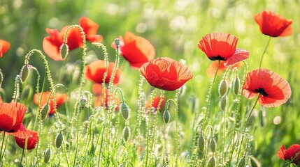 sedative. Field of poppy flowers swaying in gentle breeze, botanical tranquility scene. gardening catalogs, home-decor guides, designed for home decor and floral branding.