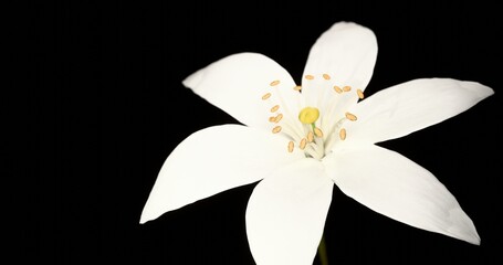 Blooming orange blossom. Growing blossom from bud to big flower on black background. Macro view. 3D rendering.