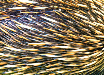 Closeup of the thick, coarse hair and spines of a wild long-beaked echidna Sydney, New South Wales, Australia © Luis
