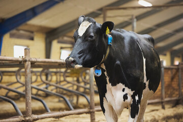 A funny Jersey cow scratches against a brush on a farm in Denmark