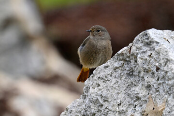 Black redstart // Hausrotschwanz (Phoenicurus ochruros)