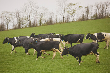 Cows enjoy pasture at an eco-farm in Denmark