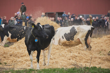 Cows enjoy pasture at an eco-farm in Denmark