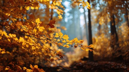 Autumn forest landscape with colorful trees and warm sunlight