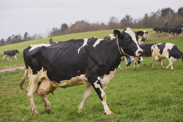 Cows enjoy pasture at an eco-farm in Denmark