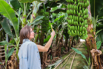 Young woman taking photo of a banana bunch with smartphone during tour at banana farm, soft natural light and green foliage creating travel mood, agriculture, tourism, and social media industry