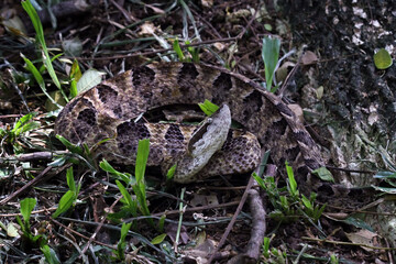 Malayan ground pit viper camouflaged in grass, (Calloselasma rhodostoma)