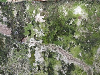 Lichen and Moss on Old Wall. A detailed view of a green and white moss-covered wall with lichen patterns and organic texture