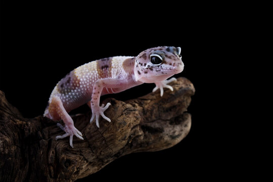 Baby leopard gecko crawling on wood, eublepharis macularius isolated on black background