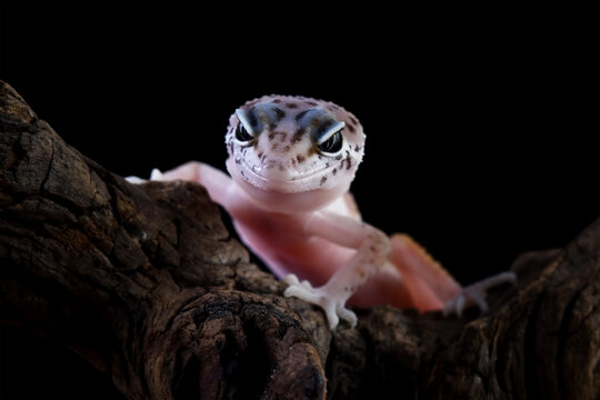 Baby leopard gecko crawling on wood, eublepharis macularius isolated on black background