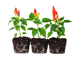 Chili growing stage plant in a pot isolated on white