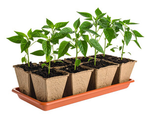 Chili growing isolated on white background