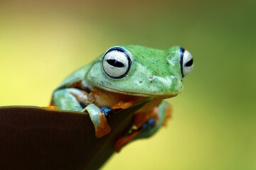 Flying tree frog on a leaves, Gliding frog (Rhacophorus reinwardtii)
