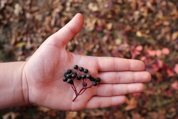 Hand holding a small cluster of black viburnum berries (Viburnum acerifolium) with warm autumn foliage in the background of a park.