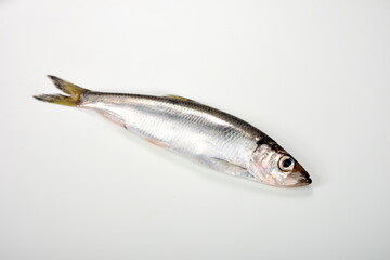Fresh whole Baltic herring Clupea harengus membras on white background