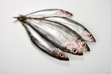 Fresh whole Baltic herring Clupea harengus membras on white background