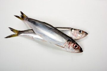 Fresh whole Baltic herring Clupea harengus membras on white background