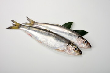 Fresh whole Baltic herring Clupea harengus membras on white background