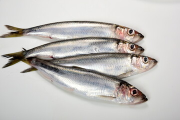 Fresh whole Baltic herring Clupea harengus membras on white background