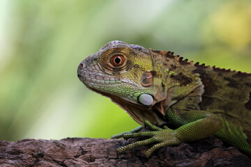 Close-up of a baby red iguana's head on a branch
