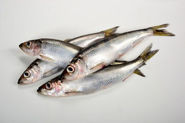 Fresh whole Baltic herring Clupea harengus membras on white background