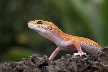 Leopard gecko lizard on a rock, eublepharis macularius