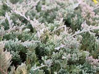 Frosted evergreen branches with a hint of winter, perfect as a seasonal nature background