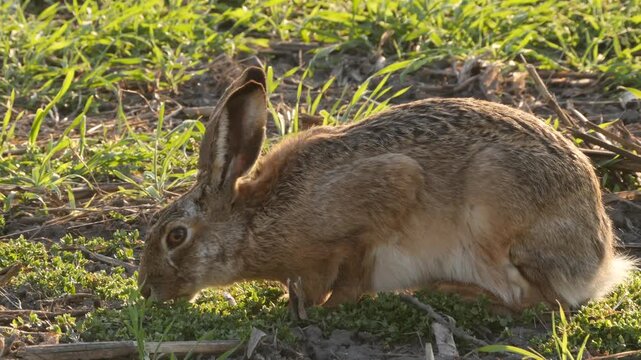 hare, Lepus europaeus, eating herbs 764