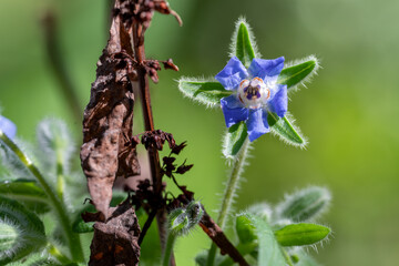 Borage Bloom and Dying Leaf
