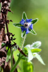 Blue Flower Among the Green