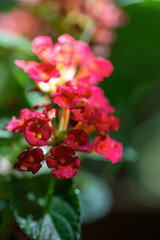 Close-up of Red Lantana Flowers