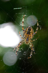 Spider web in the forest