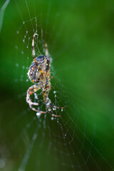 Spider in its dew-kissed web