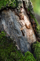 Mossy Tree Bark Texture