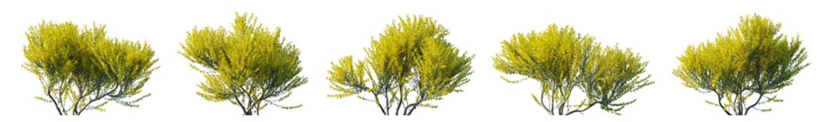 Chamaecytisus ruthenicus bush isolated PNG on a transparent background premium cutout