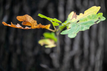 Life and Death on a Tree