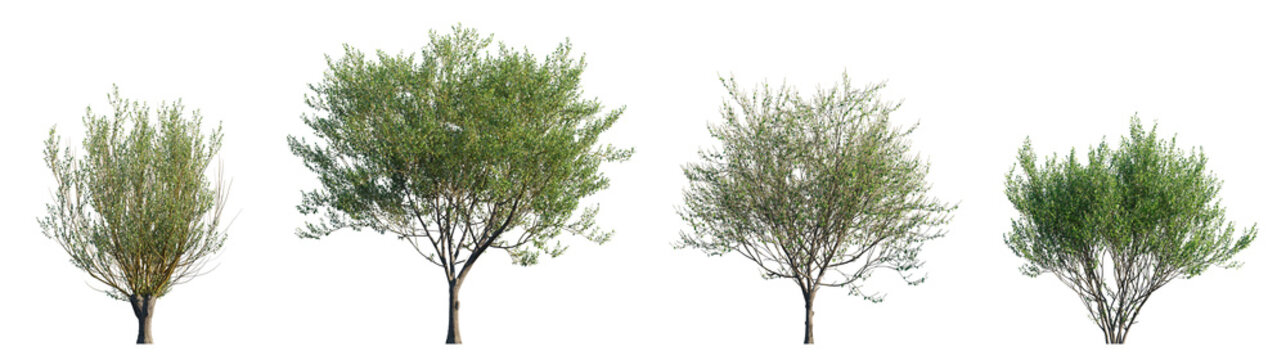Salix caprea tree (Goat Willow) isolated PNG on a transparent background premium nature cutout
