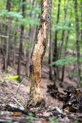 A Tree's Scarred Story