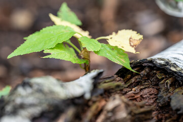 New Life From Fallen Tree