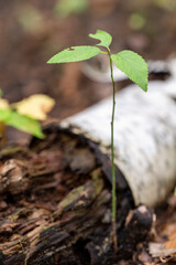 Resilience: A Sapling's Tenacity