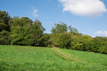 Green field meets the trees