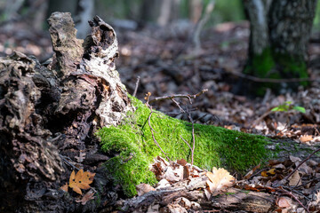 Decaying Log, New Life
