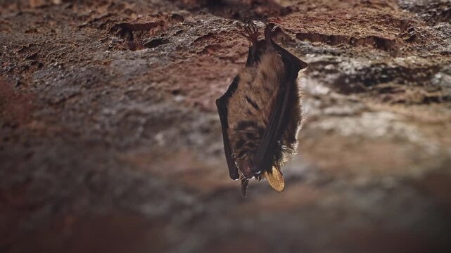 Close up strange animal Geoffroy&rsquo;s bat (Myotis emarginatus) hanging upside down on top of cold brick arched cellar ceiling during hibernating. Wildlife take